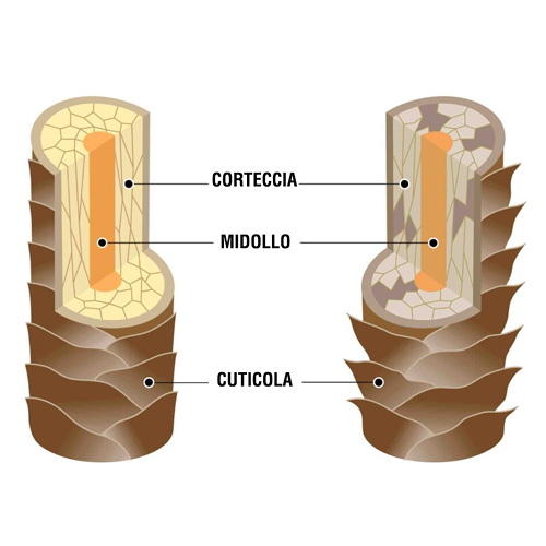 Struttura di un capello sano rispetto a un capello sfibrato. Corteccia, midollo e cuticola.