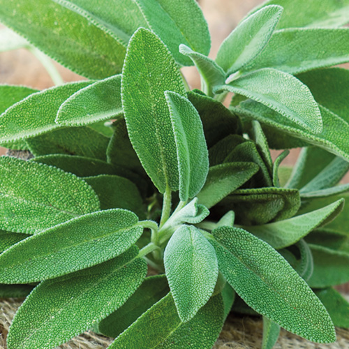 Foto della pianta di salvia ovvero olio essenziale