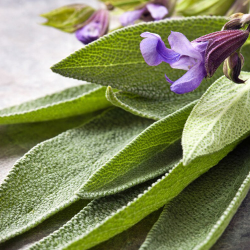 Immagine di alcune foglie della salvia officinales con insieme anche due fiori viola