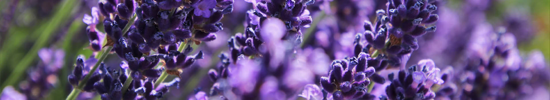 Immagine di un campo di lavanda