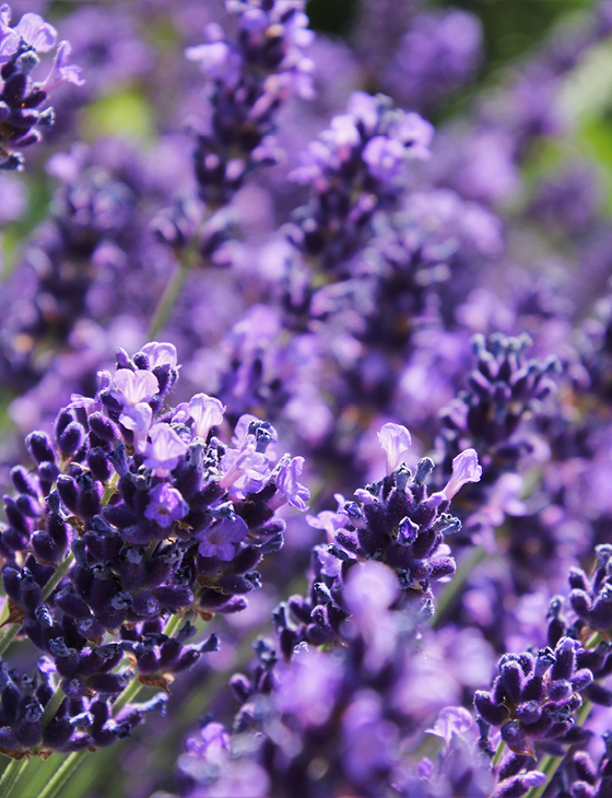 Immagine di un campo di lavanda