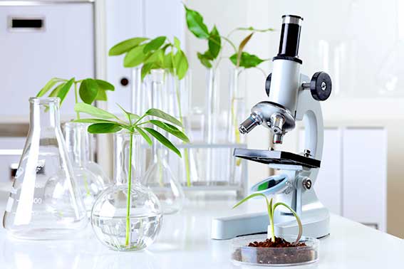 Microscopio con alcune piante per simboleggiare l'innovazione nel mondo della cosmetica